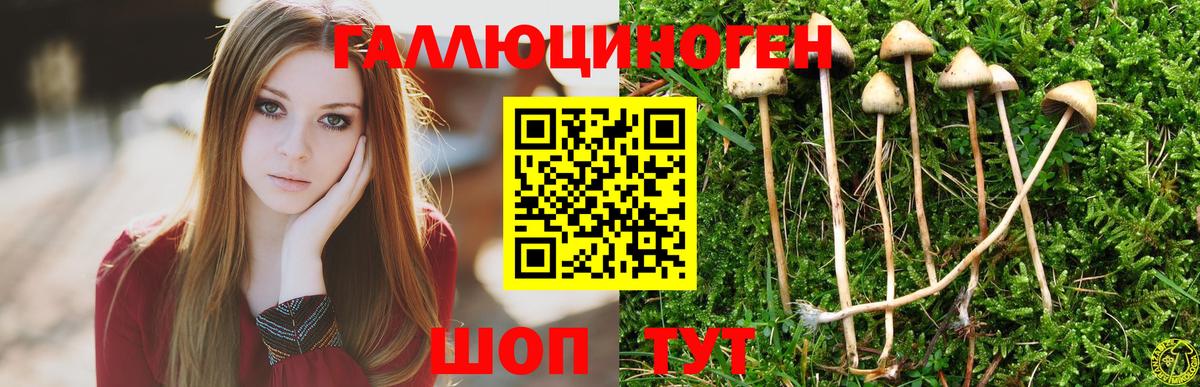 Галлюциногенные грибы Psilocybe  Вход с VPN  Светлоград 